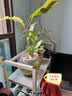 卡色（Kase） 手机镜头 大师微距拍花虫小草珠宝手首饰微观世界背景虚化套装适用于华为苹果小米三星荣耀OV 增倍镜头 3代【人像美食特写】 实拍图