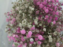 爱满（AIMAN）云南直发干花花束真花家居摆设装饰小清新客厅办公室摆件风干花束 白色+粉色 满天星 不带花瓶 实拍图