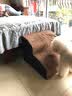 逸康 狗楼梯宠物爬梯台阶上床上沙发 宠物玩具猫犬训练楼梯宠物狗狗海绵台阶小型犬上床爬床梯子床边小狗猫 咖啡圆点绒坡面二层时尚款【30cm高】 如图 实拍图