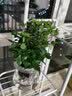 锦枫水培花卉盆栽 办公室水培绿植花卉盆栽玻璃花盆 幸福树 含盆栽好 实拍图