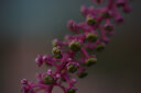 老蛙（LAOWA） 老蛙100mm F2.8 2倍放大全画幅微距镜头 百微花卉昆虫口腔人像卡口镜头 官方标配【含赠品】 佳能EF卡口自动光圈版 实拍图