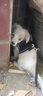 SLPC狗狗胸背带牵引绳小型犬泰迪背心式遛狗绳反光透气小狗背带狗绳子 藏青 S（适合3-6斤） 实拍图