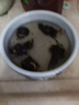 迷你小睡莲根块荷花莲藕种苗睡莲根快 盆栽中大型碗莲莲花 夏季水培植物根茎 室内盆栽水生花卉 带芽发货 蓝精灵 实拍图