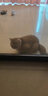 狮王（LION）宠物沐浴露艾宠浴液猫咪洗澡香波低刺激洗澡液洗护用品日本进口 祛跳蚤草本花香550ml 猫狗通用 实拍图