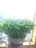 种菜记 芽苗菜种子纸上种菜无土栽培萝卜空心菜豌豆松柳盆栽蔬菜籽四季 绿豆500克 实拍图
