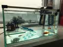 森森 水族鱼缸过滤器 外置壁挂过滤器 去除油膜瀑布式过滤 HBL-301适配20-30cm鱼缸2W 实拍图
