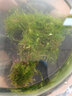 云峰海瑞 鱼缸水草前景莫丝莫斯水草水族箱造景套餐水草活体草缸造景装饰 小号沉木莫斯水草 实拍图
