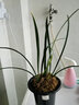 劉閣蘭花春兰花苗新品 红韵妃 花大浓香冬带花苞出售室内花卉绿植物盆栽 富贵将军4苗 勤花好养 实拍图