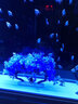 美吉氏 鱼缸造景仿真荷花水草水族箱装饰前景布景套餐摆件 夫妻树冰雪蓝 实拍图