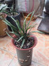 劉閣蘭花刘阁兰花 春兰老八种万字 梅瓣现带花苞出售阳台室内绿植花卉盆栽 4苗连体裸根带花苞 实拍图