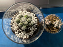绿荫巷子多肉植物仙人掌盆栽肉肉室内桌面创意绿植小盆栽带盆 【一心+菲花玉】玻璃杯+小蛙+壶 实拍图