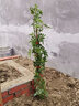 清韵伊人 木香花树苗爬藤四季开花红黄白特大苗耐寒盆栽地栽爬墙花卉蔷薇 白木香 中苗50-70厘米高 不含盆 实拍图