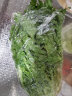 【顺丰】羽衣甘蓝 新鲜沙拉菜 都市健康轻食蔬菜 苦菊500g 实拍图