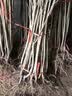 黛陌 樱桃苗嫁接樱桃树苗美国车厘子黑珍珠盆栽地栽当年结果南方北方 美国加州车厘子5年苗(当年结果) 实拍图