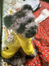 嬉皮狗（hipidog） 狗狗衣服秋冬季泰迪衣服小型犬保暖打底衫防掉毛比熊幼犬衣服 黄色条纹 XS (建议体重2-4斤) 实拍图