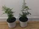 盆栽室内净化空气桌面植物花卉 特价两盆装文竹+小白竖纹 含盆 实拍图