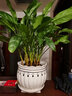 仟尚艺花盆陶瓷带托盘家用吊兰绿萝多肉花盆口径发财树绿植花盆仟尚艺 S1水滴黑单个 特大 实拍图