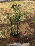 小叶紫檀盆景树桩盆景绿植物室内四季常青盆栽黑骨茶树苗名贵老桩 大号30-35cm高4~6棵【红色育苗盆】 栽好发货 实拍图
