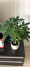 雅卉水培植物盆栽发财树办公室内小绿植芦荟吊兰花卉盆栽好养 【懒人盆】发财树 含盆 实拍图
