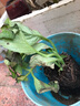 绣球花苗带花苞老桩盆栽花卉植物室内花庭院四季长开 爆米花 3年苗当年开花 实拍图
