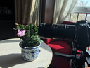 老蛙（LAOWA）老蛙100mm F2.8 2倍放大全画幅微距镜头 百微花卉昆虫口腔牙科人像E口 官方标配【含赠品】 佳能RF卡口 实拍图