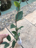 盆栽茶花苗 山茶花苗绿植花卉盆栽四季好养茶花树苗盆栽耐寒花卉观花植物室内花卉绿植开花不断 不含盆 六角大红 2年苗 实拍图