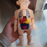 爸爸妈妈人体解剖器官内脏构造结构模型身体部分认知学生男女孩儿童玩具 实拍图