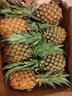 悦己海南凤梨新鲜香甜小菠萝应季热带水果 孕妇水果现摘现发  凤梨8.5-9斤装（4-6个中果） 实拍图