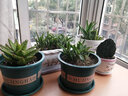 裕轩堂 有孔陶瓷花盆多肉植物白色创意简约风格长方形桌面地面绿植盆 长方形-蘭（带塑料托盘） 中号 实拍图