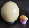 莲山九鲜新鲜鸵鸟蛋可食用美食大号鸵鸟蛋不可孵化节日礼品蛋壳可雕刻 1枚3斤左右礼盒装 实拍图