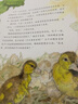 凯迪克银奖绘本：丑小鸭   森林鱼童书 张艺兴618 实拍图