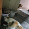 薄美孕猫猫粮怀孕产后专用哺乳期缅因猫折耳猫月子餐宠物母猫咪营养品 鱼肉味冻干猫粮 1250g*4包共10斤 实拍图