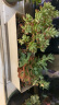 奥美优 长方形花盆栽种菜神器家庭阳台加厚长条形带托盘多肉花盆 LZ7452（不含绿植） 实拍图