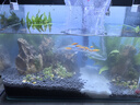 西游水族鱼缸水族箱客厅小型迷你桌面免换水生态造景小金鱼缸热弯超白玻璃 长40*宽22*高25-云影群峰款造景全套 实拍图