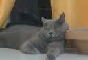 福派斯猫粮幼猫成猫全价猫粮英短蓝猫布偶小猫老年加菲奶猫流浪猫干粮 10kg 实拍图