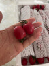 京百味山东圣女果 1.5kg装 千禧贝贝小西红柿 新鲜蔬菜源头直发 晒单实拍图