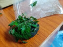 异景园鱼缸水族箱造景水榕沉木活体水草淡水无土植物后景真水草净水增氧 雨碟陀草【自带水草泥】 实拍图
