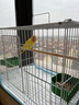 贝尼豆鸟笼 鹦鹉笼大号笼子鸽子笼相思鸟牡丹文鸟鸟别墅八哥鸟笼 40#39x27x30cm鸟笼含站杆食盒 实拍图