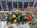 朵咔园艺长方形花盆种菜箱神器霍伦盆家庭阳台塑料花盆种菜盆蔬菜种菜神器 霍伦盆架子大 含底座 实拍图