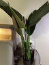 正想北欧大型仿真绿植盆栽摆件客厅阳台假植物盆景办公室前台假树摆设 旅人蕉 1.1米 实拍图
