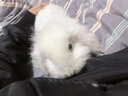 暮秋小主血统宠物兔垂耳兔活体大型安哥拉长毛迷你侏儒猫猫兔活物已做疫苗 单血统霜白垂耳兔（公母备注） 实拍图