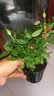 春沭 盆栽微型钻石玫瑰月季室内阳台绿植物盆栽花卉带花苞四季开花花苗 抓破美人脸玫瑰 带盆栽好 实拍图