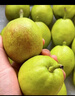 锁季新疆库尔勒香梨现摘新鲜水果脆甜香妃全母梨孕妇水果春节礼盒送礼 净重8斤精选小果 单果80-100g 实拍图
