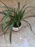 劉閣蘭花建兰花苗 红素大花 红满天 夏带花苞室内室外绿植兰草花卉盆栽 5苗连体裸根 实拍图