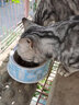 凯锐思 美短专用猫粮幼猫成猫深海鱼鱼肉猫食天然粮 【呵护毛发|体重管理】美短20斤 实拍图
