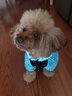 宠物圈（PETCIRCLE）秋季冬季狗狗衣服泰迪衣服宠物服饰狗衣服宠物泰迪狗狗衣服小型犬 爱心款蓝色 M适合背长33CM胸围45CM重8-10斤 实拍图