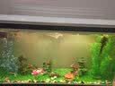 闽江（minjiang）鱼缸水族箱家用屏风生态造景中大型金龙鱼缸客厅免换水鱼缸 纯洁白色（养鱼礼包） 长120.6*宽36.7*高70（单缸体不含柜） 实拍图