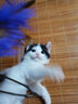 猫玩具 逗猫棒激光笔猫抓板猫转盘球宠物逗猫咪玩具套装 羽毛逗猫棒 实拍图