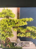 桔梗谣 仿真迎客松摆件 乔迁搬家礼物植物盆景山水造景客厅玄关办公室酒店前台送长辈新中式禅意装饰品 小号-纵情山林-【崖柏】 实拍图