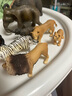 思乐（Schleich S）仿真动物模型 老虎狮子狼豹白虎猞猁男女孩儿童玩具生日礼物3+ 狮子14812 实拍图